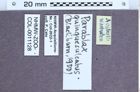 Etiketten zu Parablax quinquesulcatus (NHMW-ZOO-COL-0011128)